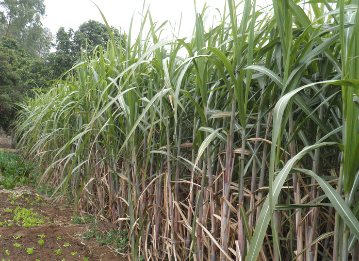 甘蔗 (6).jpg