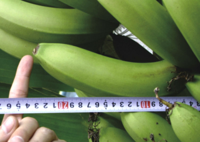 云南香蕉 (1).jpg